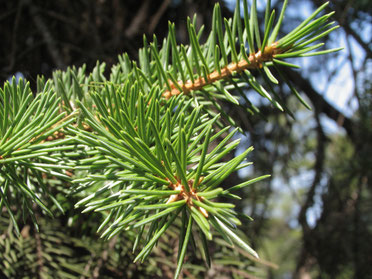White Fir