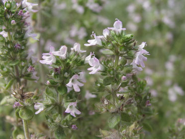 Thyme