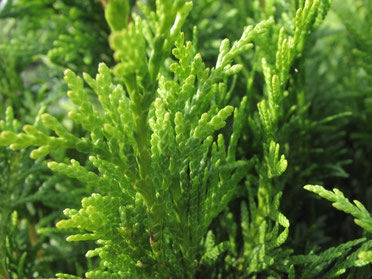 Arborvitae / Thuja