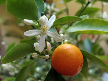 Wild Orange