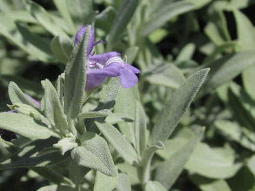 Clary Sage