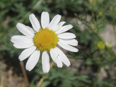 Roman Chamomile