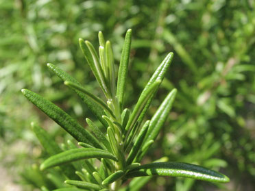 Rosemary