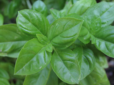 Basil