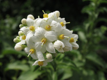 Jasmine