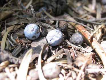 Juniper Berry