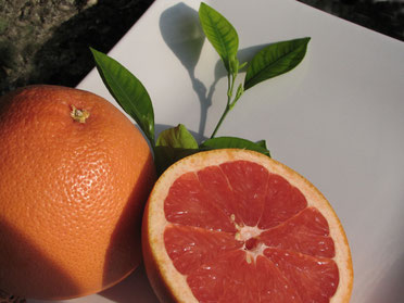 Grapefruit