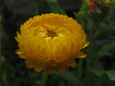 Helichrysum / Immortelle