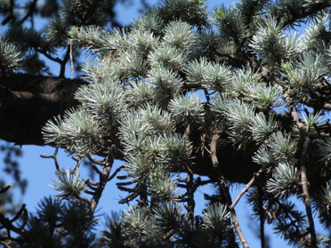 Cedarwood