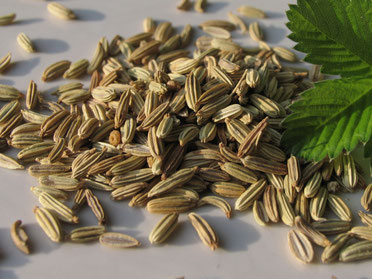Fennel
