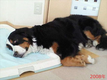 地震の2年前。なぜかトイレシートを枕にして寝る犬…zzz