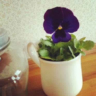 お客さまから、かわいらしいお花の鉢をいただきました。濃い紫色がきれいなビオラですね〜。お店に飾って、お花パワーいただいてます！素敵なプレゼントをありがとうございました〜＾＾