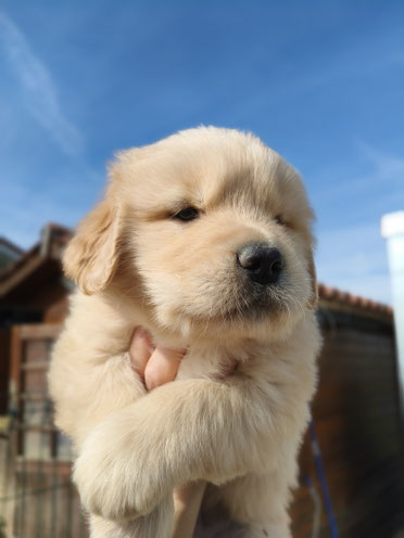 Cucciolo di golden retriever in nord italia, Liguria , Lombardia, Valle d'aosta