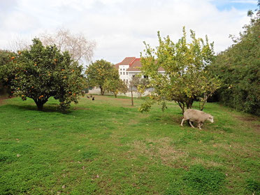 Garten hinter dem Haus
