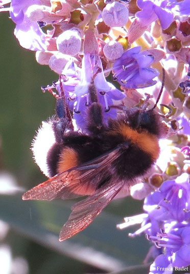 bourdon terrestre