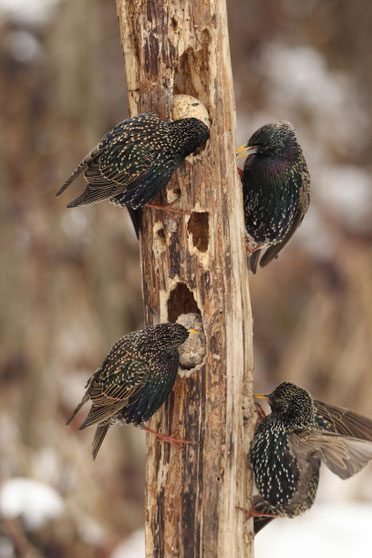 Stare an einer Futtersäule. Foto D. Hopf - naturfotos.lbv.de