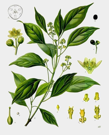 Illusatration of Cinnamomum_camphora Franz Eugen Köhler, Köhler_s Medizinal-Pflanzen, Public domain, via Wikimedia Commons