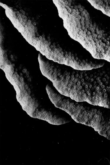 Lettuce coral detail, Keramas, Japan.