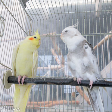 エクレア&マカロン@オカメインコ(認定NPO法人TSUBASA)