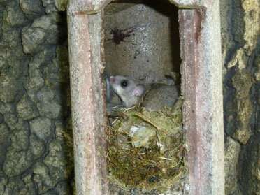 Foto: Siebenschläfer im Nistkasten, Hans Güthler