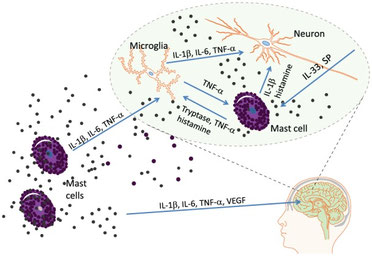 Schematische Darstellung des neuroinflammatorischen Prozesses bei Mastzellaktivierung. Dargestellt sind periphere Mastzellen sowie das Gehirn samt Mikroglia und Neuronen. Pfade bezeichnen Richtung und Mediatoren wie IL1, IL6, TNF-alpha und VEGH.