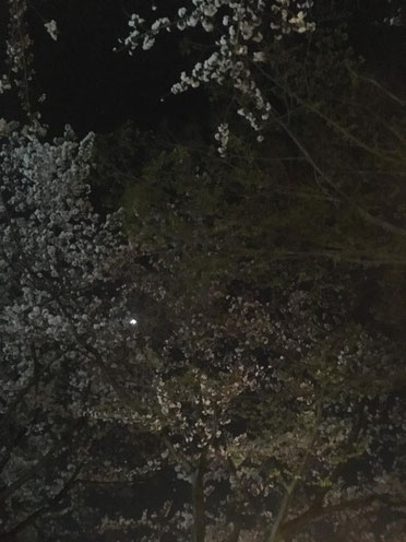 夜桜