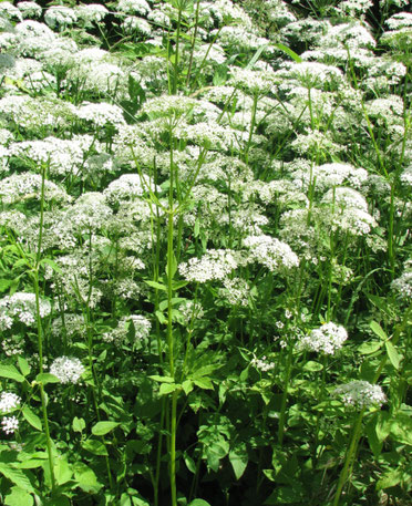 Giersch für Wildkräutersalat