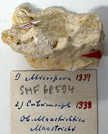 Senckenberg, Bryozoa, Bryozoen, Moostierchen, Sammlung Voigt