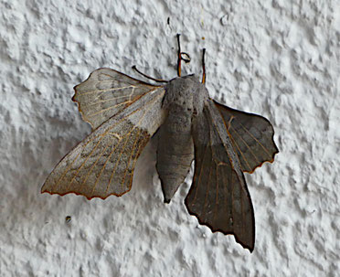 Pappelschwärmer (08/2022 Buxtehude)