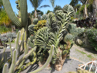 Italien, Insel Ischia Kakteengarten