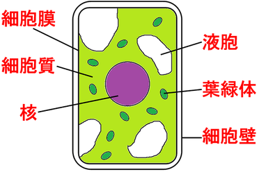 中学理科 生物と細胞 基礎 教科の学習