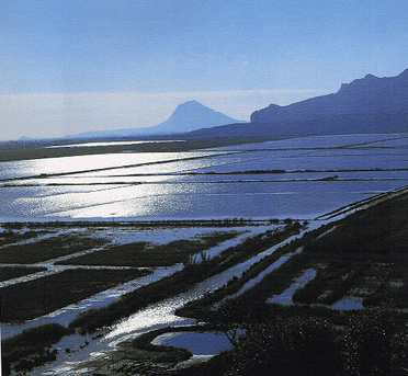 El Parque Natural de la Marjal de Pego y Oliva se encuentra en el litoral situado entre las provincias de Valencia y Alicante, tiene una extensión de casi 1300 hectáreas.