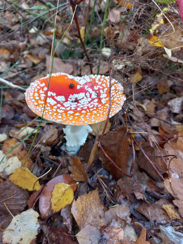 Roter Pilz mit weißen Sprenkeln steht im Wald, der Boden ist mit braunem Laub bedeckt