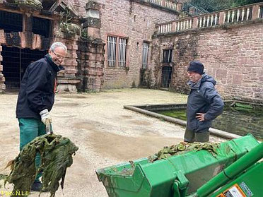 Karl-Friedrich Raqué unterstützt vom Gartenteam der SSG befreien die Becken von den gröbsten Algenteppichen