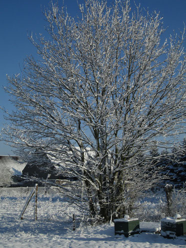 Eine freistehende Eiche, zugedeckt mit Schnee. Im Hintergrund befindet sich das Dorf, explizit die Scheune eines Nachbarn. Darunter stehen die Bienenstöcke unserer Ableger des letzten Jahres.