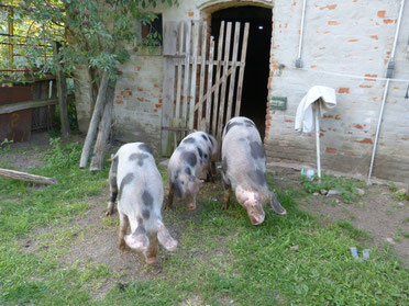 v.l.n.r.: Knirpsschweinchen, Knirpsschweinchen und Lotta vor unserem Stall beim Grasen. Die drei Schweine führen ein glückliches Leben