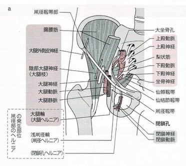 骨盤出口部の解剖：鼡径部