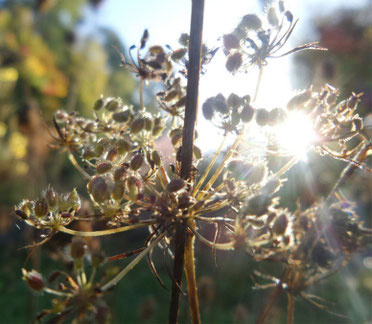 2017-11 Petra Bosshard-Zwerenz - Käfer, Blume, Licht