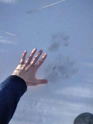 Mountain lion tracks, animal tracks, hiking, wilderness, wildlife, Wyoming
