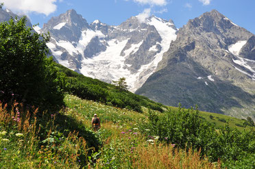 Mégaphorbiaie du Lautaret avant le sentier des crevasses.