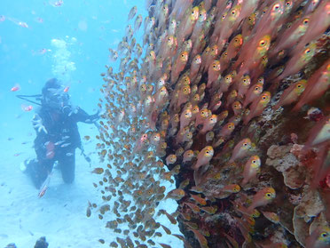 石垣島の太陽&マンタ