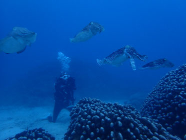 石垣島のコブシメ(コウイカ)の産卵シーン