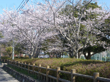 篠原公園の桜です