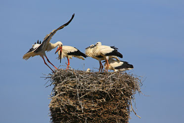 Ein Weißstorchen-Paar mit Jungvögel im Nest