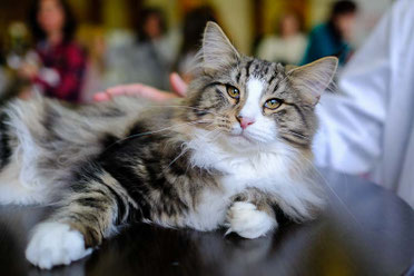 Gato bosque de noruega Fabler de Tsavo