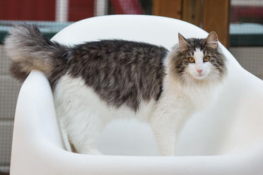 Gato bosque de noruega Lomond de Tsavo