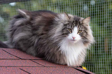 Gato bosque de noruega tabby bltched negro y blanco Yatta de Tsavo