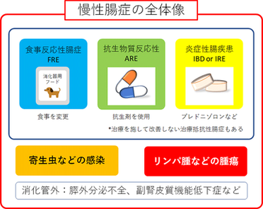 慢性腸症の治療/長谷川動物病院