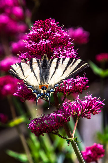 Farfalla del Chianti - Podalirio (Iphiclides podalirius Linnaeus, 1758)