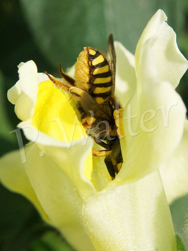 Bild: Garten-Wollbiene, Anthidium manicatum, Weibchen, Löwenmäulchen, Antirrhinum spec., Megachilidae, Wildbiene